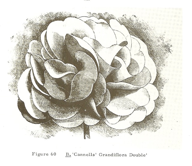 B. ‘Cannell's Grandiflora Double’
